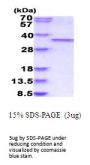 Human CDK1 Recombinant Protein