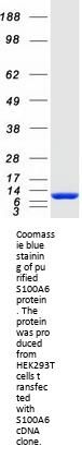 S100 alpha 6 (S100A6) (NM_014624) Human Recombinant Protein