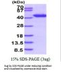 Human POLB Recombinant Protein