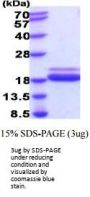 Mouse TNF-alpha Recombinant Protein