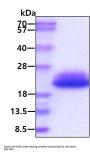 Mouse M-CSF Recombinant Protein