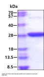 Human Glutathione Peroxidase 1/GPX1(U49C) Recombinant Protein