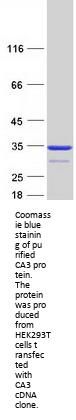Carbonic Anhydrase III (CA3) (NM_005181) Human Recombinant Protein