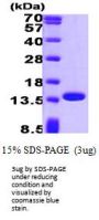 Human Profilin 1 Recombinant Protein