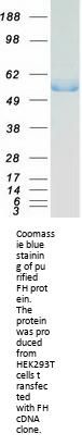FH (NM_000143) Human Recombinant Protein