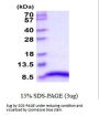 Rat IGF-1 Recombinant Protein