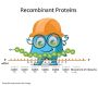 Der-P1 Der P1 Protein Recombinant Protein