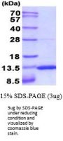 Mouse S100A10 Recombinant Protein