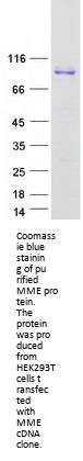 CD10 (MME) (NM_007288) Human Recombinant Protein