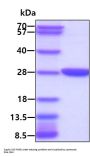 Human Glutathione S-Transferase pi 1/GSTP1 Recombinant Protein