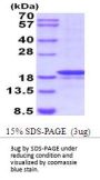Human MMP-7 Recombinant Protein
