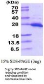 Human UCH-L1/PGP9.5 Recombinant Protein
