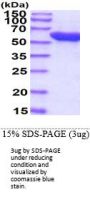 e.coli GroEL Recombinant Protein