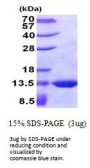 e.coli glpE Recombinant Protein
