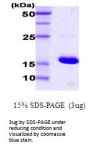 e.coli Dnak Recombinant Protein