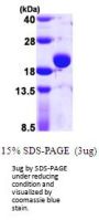 e.coli TPX Recombinant Protein