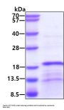 Mouse CCL2/JE/MCP-1 Recombinant Protein