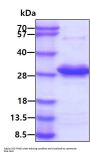 Human RRAS Recombinant Protein