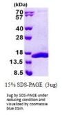 Human COX5B Recombinant Protein