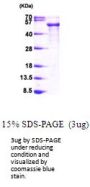 Human Tau Recombinant Protein