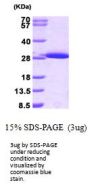 Mouse Glutathione S-Transferase Mu1/GSTM1 Recombinant Protein