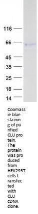 Clusterin (CLU) (NM_203339) Human Recombinant Protein