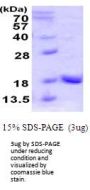 Human uBL4A Recombinant Protein