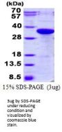 Human Coagulation Factor III/Tissue Factor Recombinant Protein