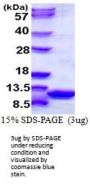 Mouse S100A6 Recombinant Protein