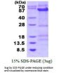 Human Cyclin B1 Recombinant Protein