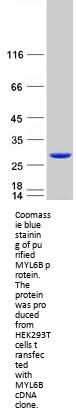 MLC1SA (MYL6B) (NM_002475) Human Recombinant Protein