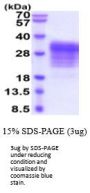 Human LIF Recombinant Protein