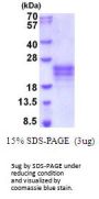 Human IL-9 Recombinant Protein