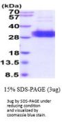 Human FOLR1 Recombinant Protein