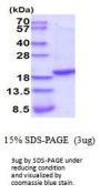Rat TNF-alpha Recombinant Protein