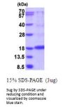 Rat VEGFA Recombinant Protein