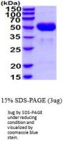 Mouse Cathepsin A/Lysosom Carboxypeptidase A Recombinant Protein