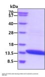 Rat IL-2 Recombinant Protein