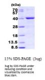 e.coli mutY Recombinant Protein