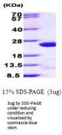 Human ARF4 Recombinant Protein