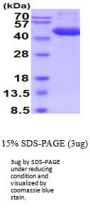 Mouse Cathepsin D Recombinant Protein