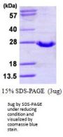Human Glutathione Peroxidase 2 (u40C) Recombinant Protein