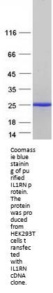 IL1RA (IL1RN) (NM_173843) Human Recombinant Protein