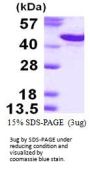 Human Syndecan-1/CD138 Recombinant Protein