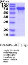 Human N-Cadherin-2 CDH2 CD325 Recombinant Protein