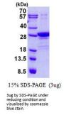 Human POLR2E Recombinant Protein