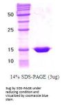 Human RXR-alpha Recombinant Protein