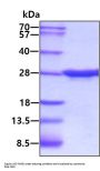 Rat CNTF Recombinant Protein