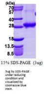 Human RAB3A Recombinant Protein