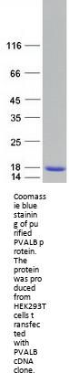 Parvalbumin (PVALB) (NM_002854) Human Recombinant Protein